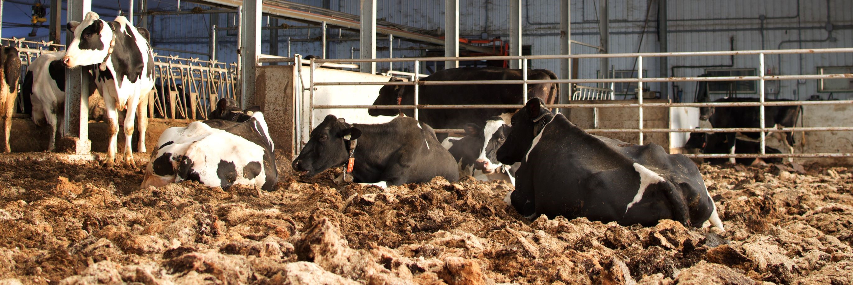 Le nouveau Code de pratiques pour le soin et la manipulation des bovins laitiers
