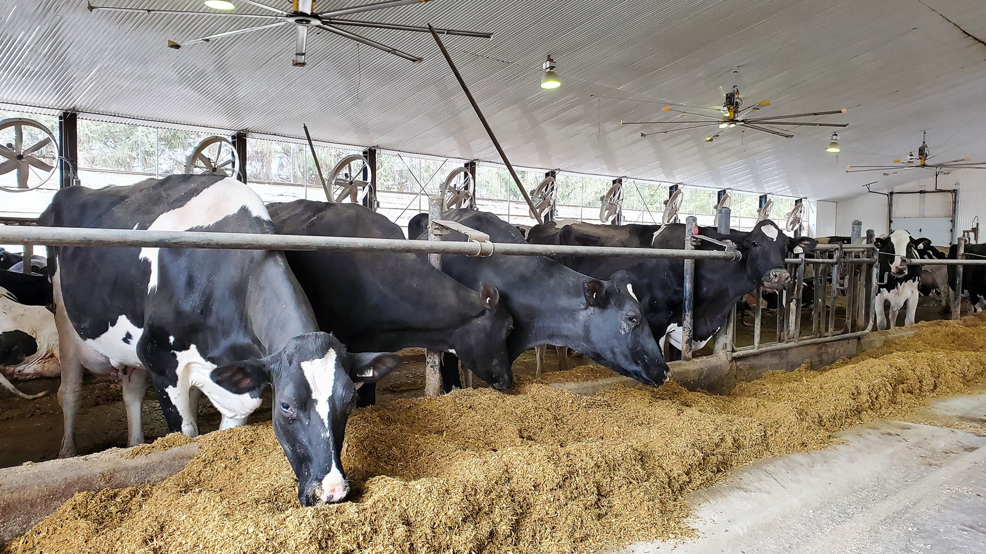 Les exigences pour tous les bovins laitiers – Partie I
