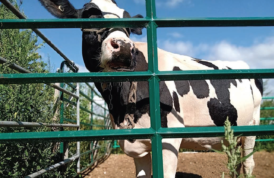 Conception et évaluation d’un enclos d’exercice extérieur pour les vaches en stabulation entravée