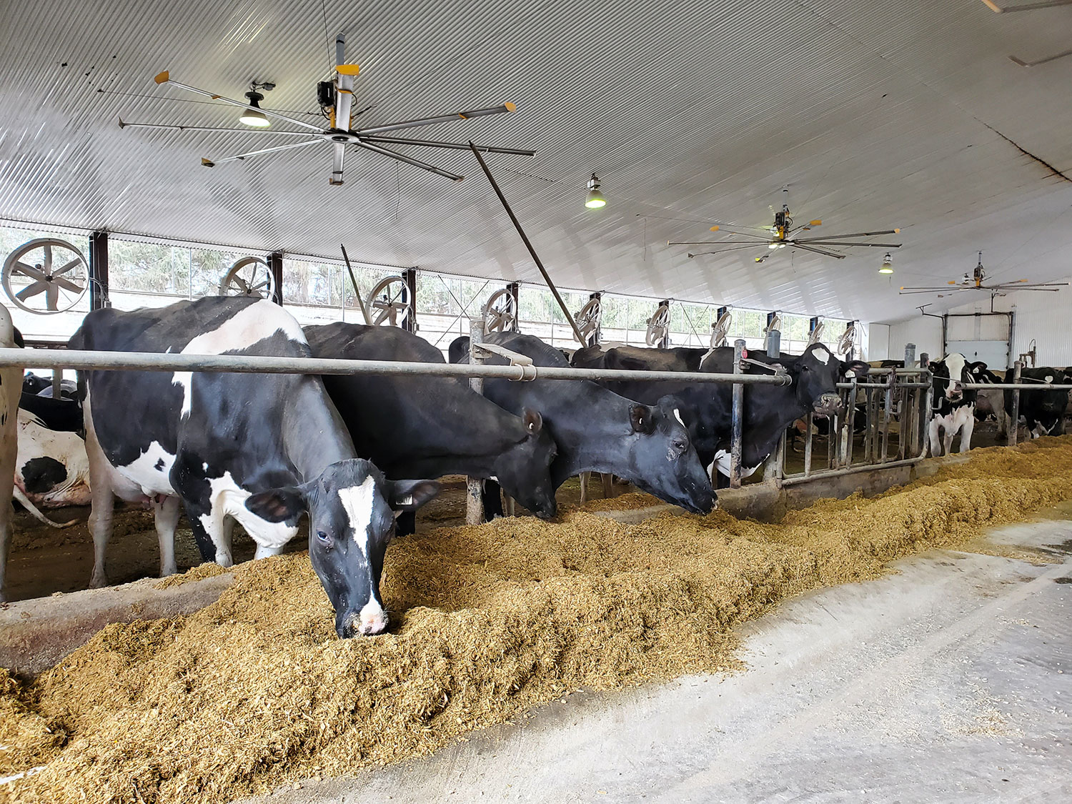 Des conseils pour contrer le stress thermique chez les bovins laitiers