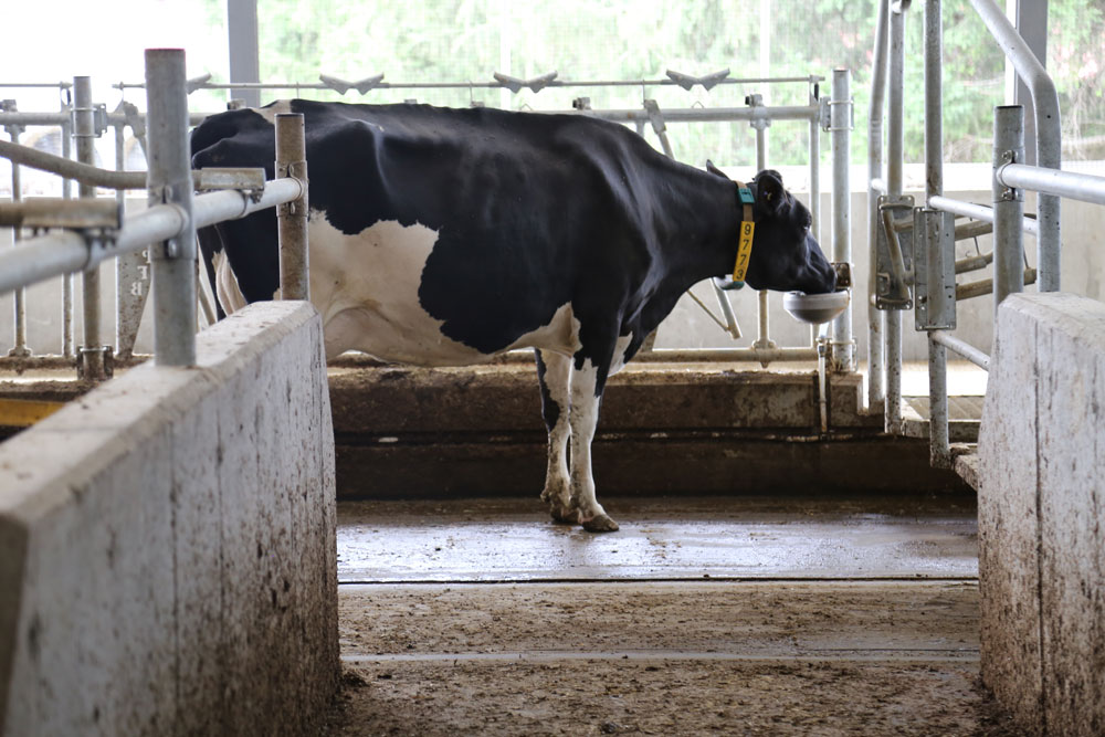 Devrait-on s’inquiéter de la qualité de l’eau que boivent les vaches?